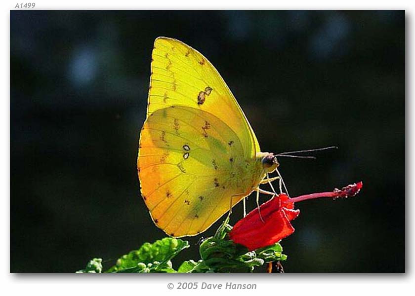 Phoebis_p_philea_Mission_Hidalgo